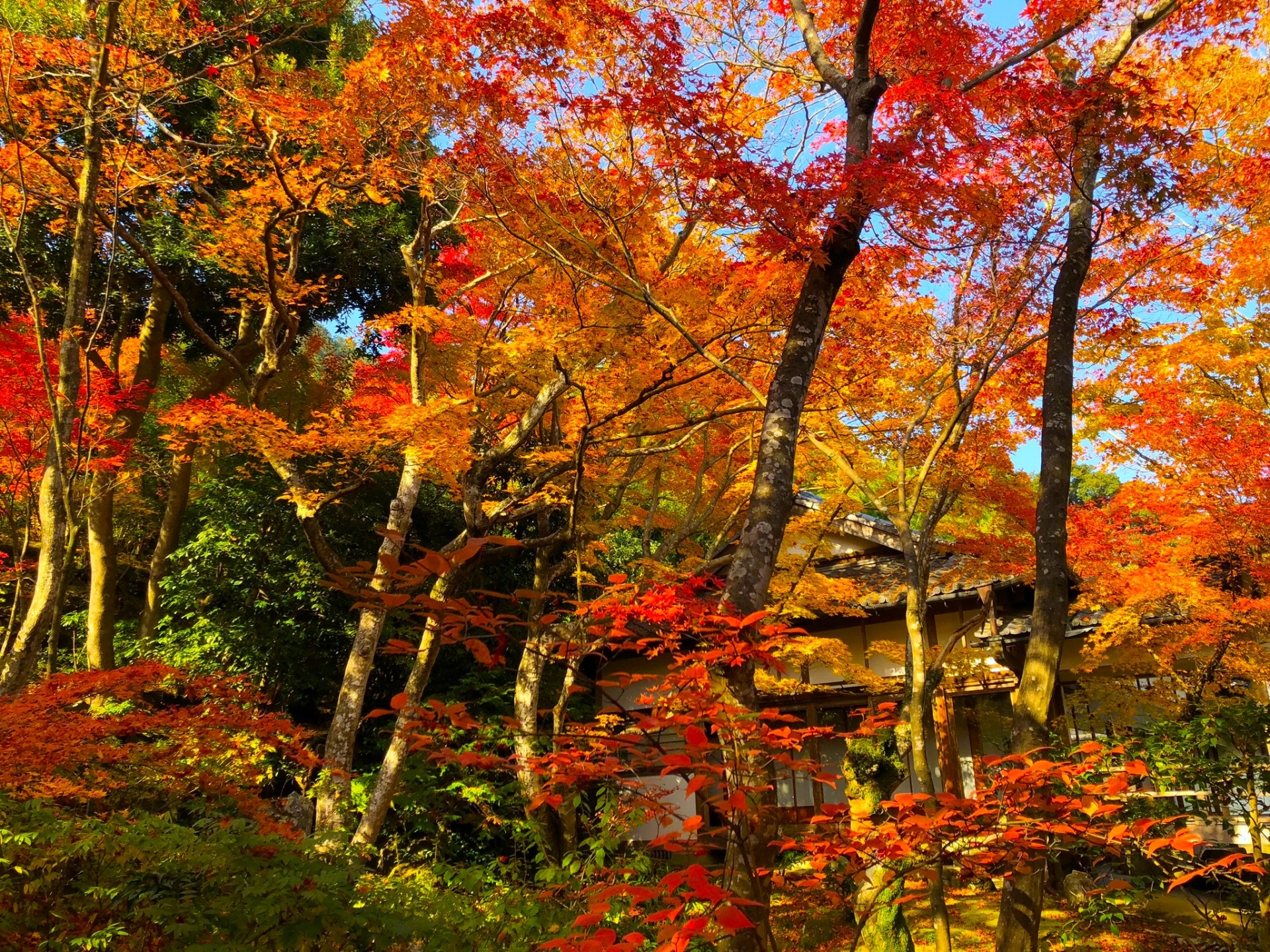 Kyoto Welcome Supporter English (KWSE) 　